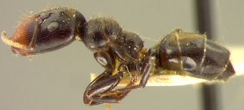 Media type: image; Entomology 9074   Aspect: habitus lateral view
